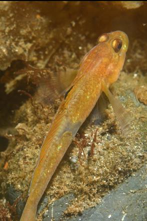 blackeye goby