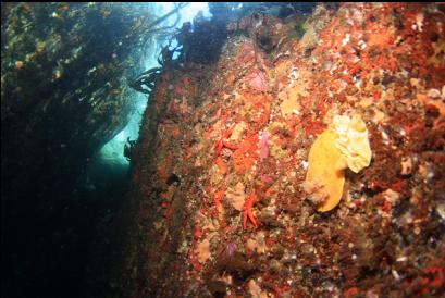 nudibranch and eggs