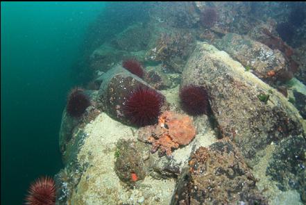 Puget Sound king crabs at the top of the wall