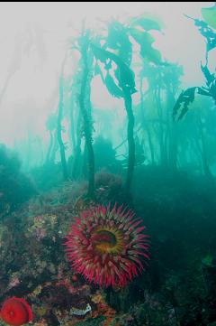 FISH-EATING ANEMONE