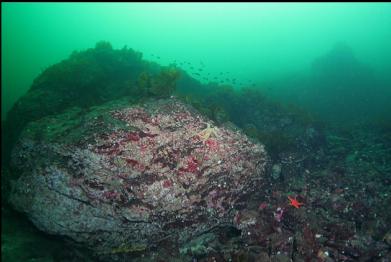 school of perch above part of reef