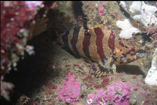 PAINTED GREENLING