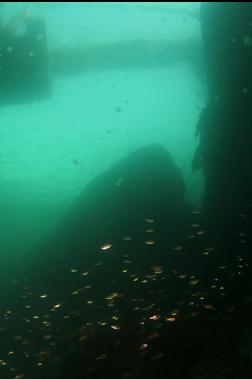 perch and moon jellies under dock