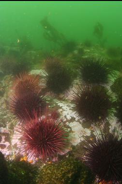 urchins in shallows