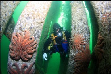 sunflower stars on pilings