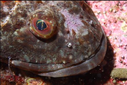 large sculpin in the bay