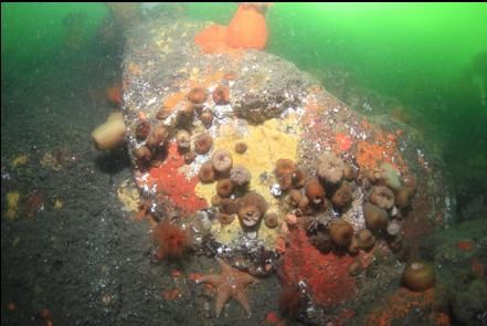 anemones and encrusting sponge