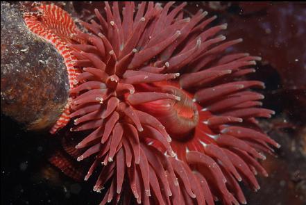 brooding anemone