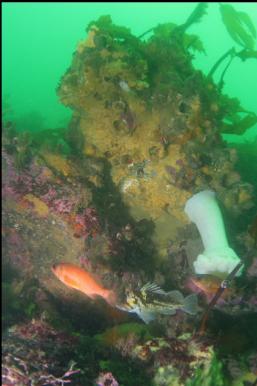 COPPER AND PUGET SOUND ROCKFISH