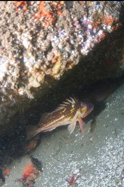 COPPER ROCKFISH IN CRACK