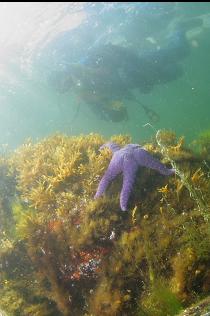 SEASTAR IN SHALLOWS