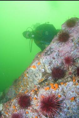 CUP CORALS AND URCHINS ON WALL