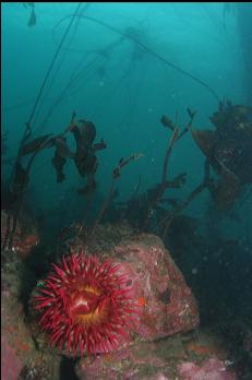 FISH-EATING ANEMONE