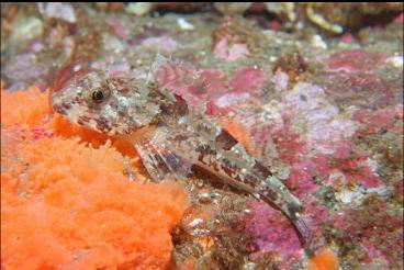 SCULPIN ON SPONGE