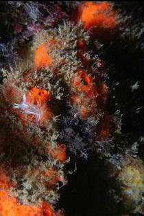 TINY NUDIBRANCH