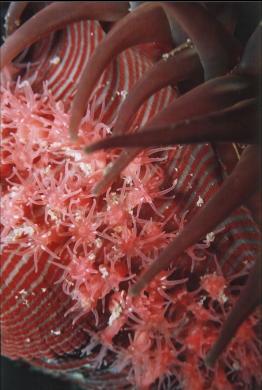 BROODING ANEMONE WITH YOUNG ON BASE