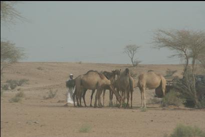 Feeding camels in the desert