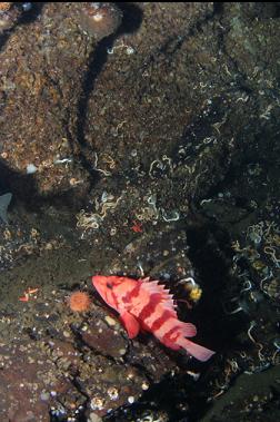 tiger rockfish on wall