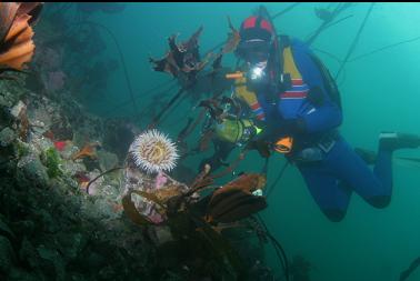 small fish-eating anemone