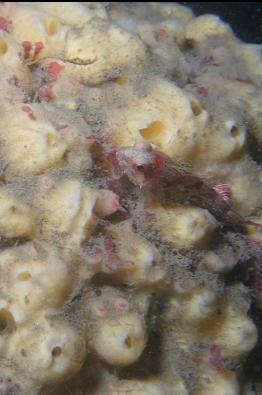 sculpin on sponge