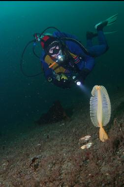 sea pen