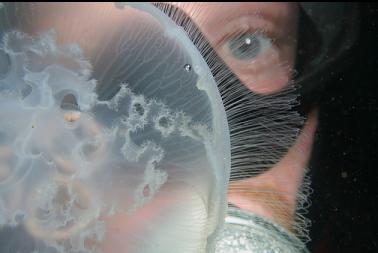 moon jelly