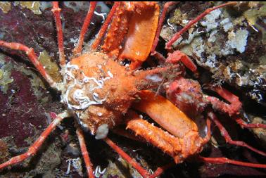crabs