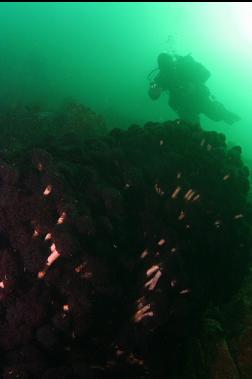 feather duster worms