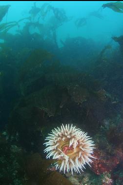 fish-eating anemone