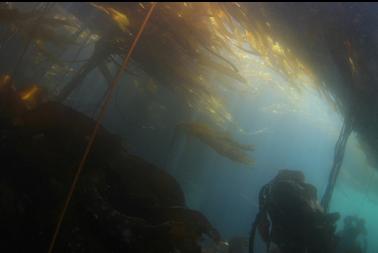 under bull kelp