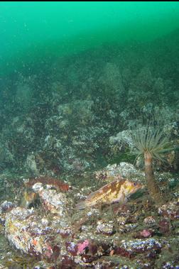 copper rockfish and tube-dwelling anemone on wall