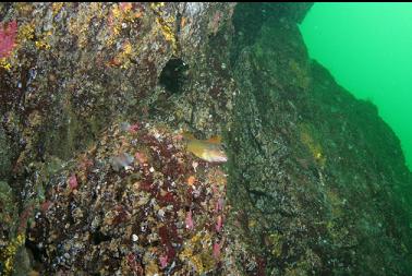 kelp greenling on wall