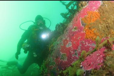 hydrocorals in shallows