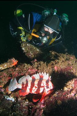 tiger rockfish