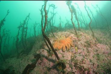 sunflower star and what's left of stalked kelp