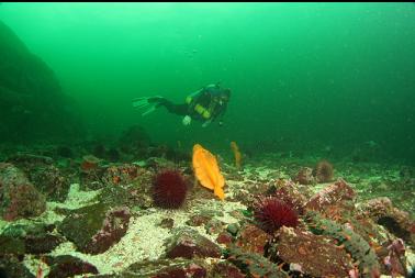 sea pens