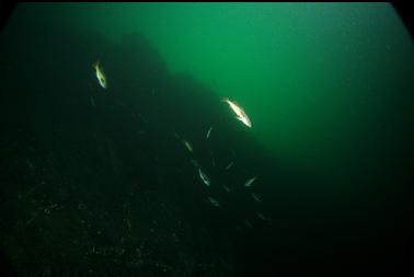 school of rockfish by wall