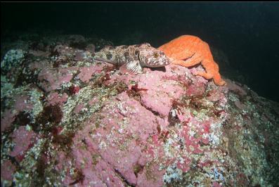 lingcod and sunflower star