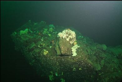 sponges on ledge