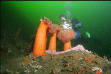 plumose anemones and sea stars