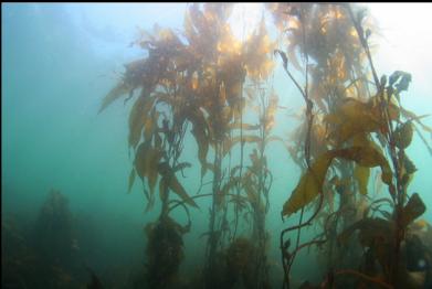 giant kelp