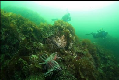 sunflower star at top of wall