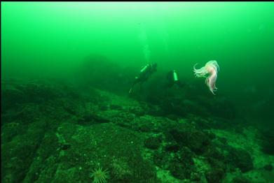 swimming nudibranch and divers near wolfeel den