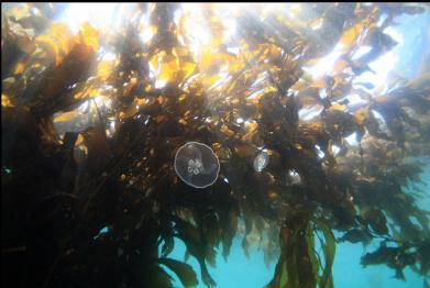 moon jellies and giant kelp