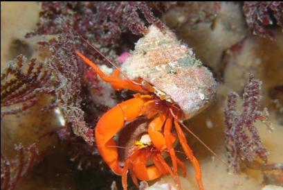 mating hermit crabs