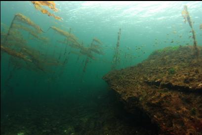 bull kelp