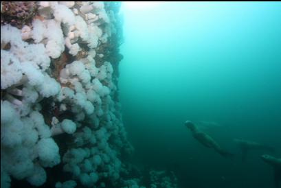 sealions and wall