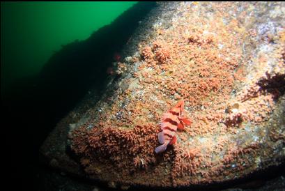 tiger rockfish and zoanthids