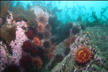 fish-eating anemone and urchins