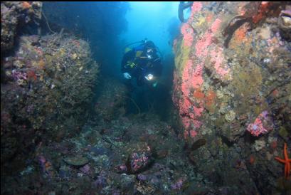 hydrocorals in small canyon